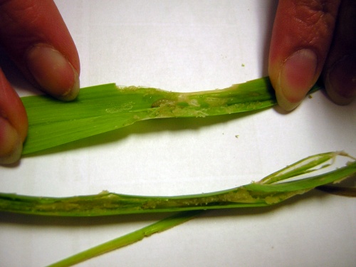leek moth damage to garlic