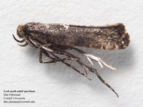 adult leek moth