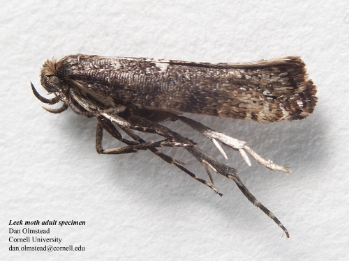 leek moth adult