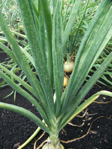 Feeding damage of onion thrips.