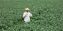 Researcher in field of crops