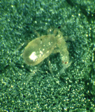 Amblyseius cucumeris devouring a thrips