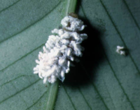 Mealybugs make this waxy mess on the underside of leaves, and weaken plants.