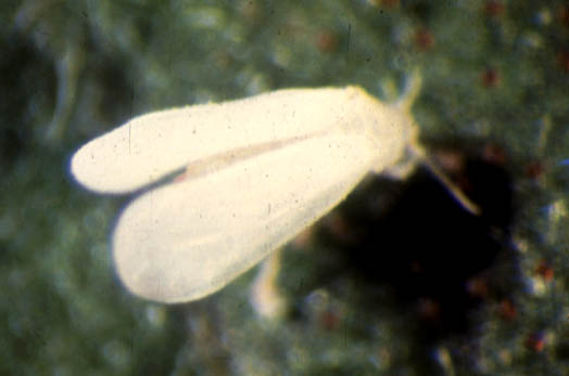 Greenhouse whitefly adult, up-close.