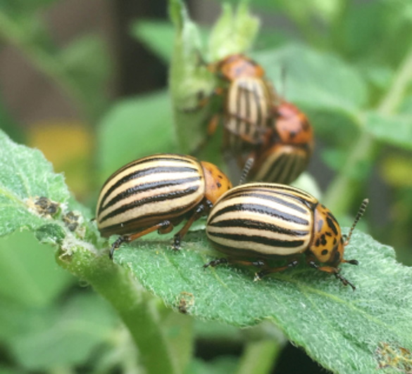 Colorado Potato beetles on Brassica leaves