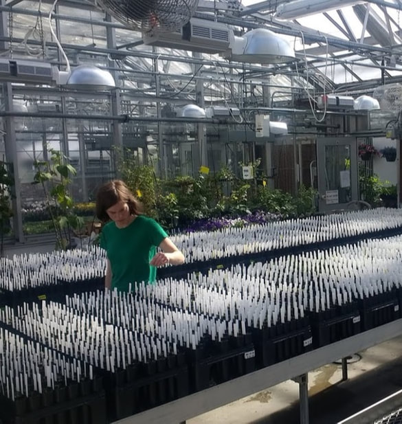 Trays containing thousands of spruce seedlings being cared for. 