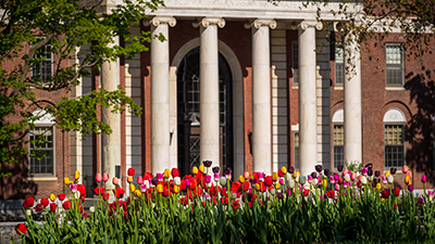Waterman Building Spring Tulips