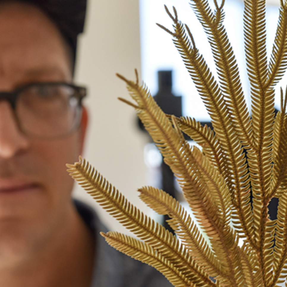 Michael Sundue looking at a fern specimen