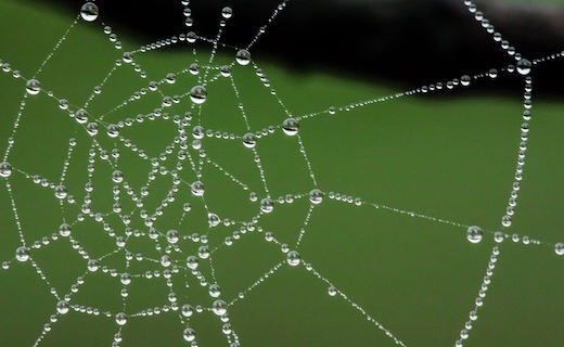 dew-covered spiderweb