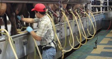 Farm worker at milking machine