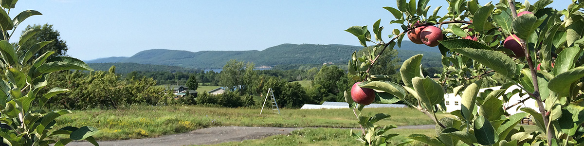 Apple tree