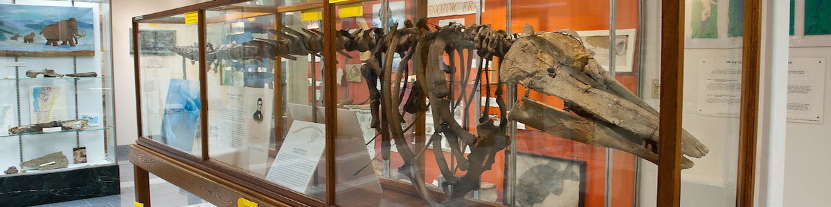Skeleton on display in Perkins Museum of "Charlotte the Whale" -- Beluga whale found in Vermont.