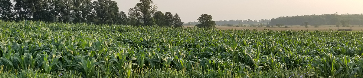 field of corn