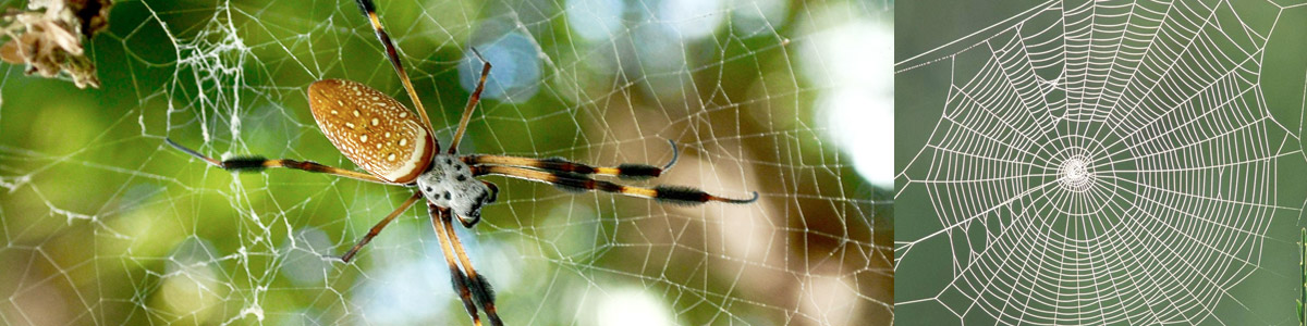 golden spider