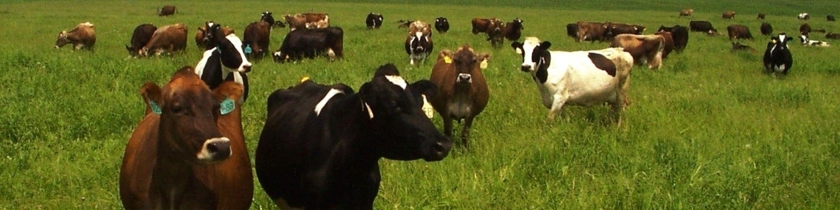 Grazing cows