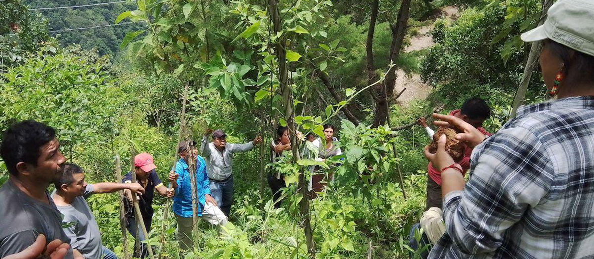 The Agroecology and Livelihoods Collaborative conducting a participatory assessment with smallholder coffee farmers in the highlands of Chiapas, Mexico.