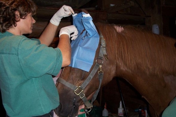 Pre-Vet Club | Department of Animal and Veterinary Sciences | The  University of Vermont