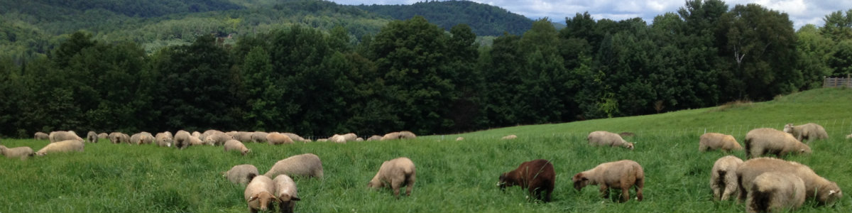 Supporting Sustainable Livestock Farming on Pasture