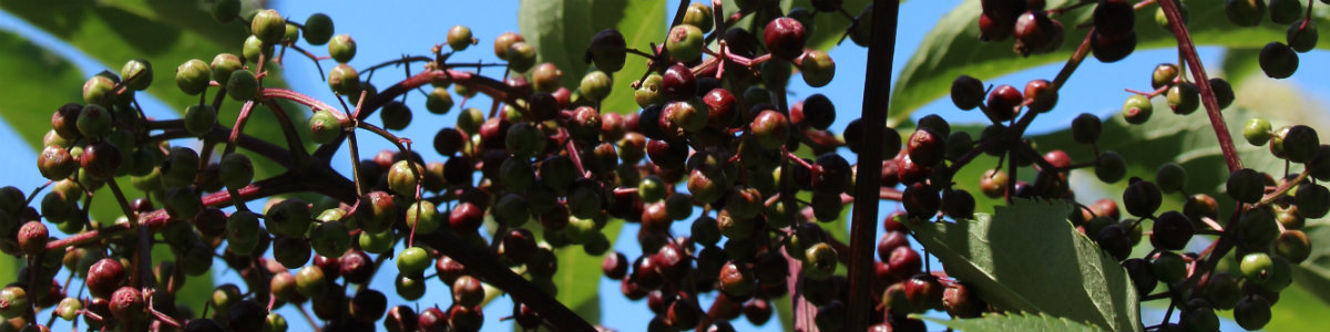 Vermont Elderberries