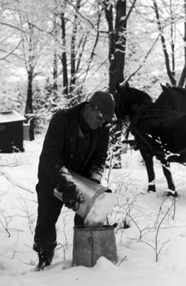 Sap collection in Underhill VT