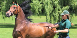 Morgan Horse Farm Apprentice