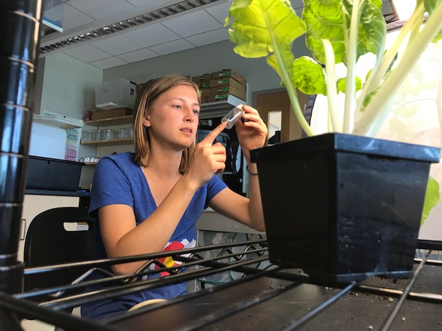undergraduate student at work in a laboratory with plants