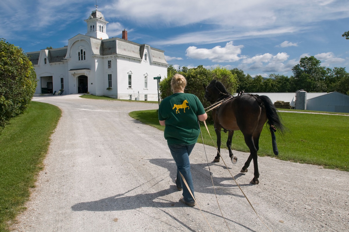 Apprentice Internship UVM Horse Farm The University of Vermont
