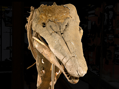 The Charlotte Whale skull