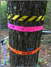colored flagging around a maple tree