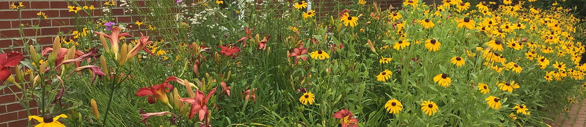 Flowers in garden