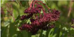 Vermont Elderberries