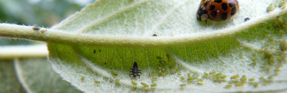 Leaf with aphids and lady bug