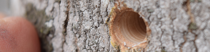 Maple trunk with drilled hole