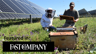 Solar farm with beekeepers in foreground