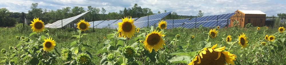 Solar array with sunflowers