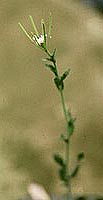 arabidopsis