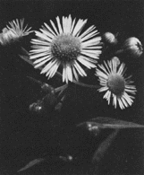 Erigeron