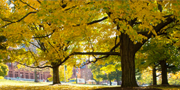 Trees with autumn gold leaves