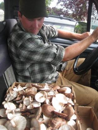 shiitake grown log mushroom cultivation guide center website