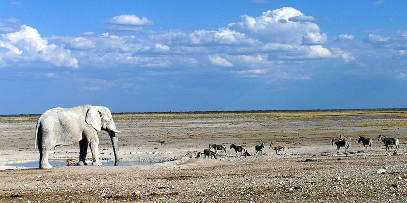 An elephant observes zebras and other animals in Namibia's Etosha National Park.