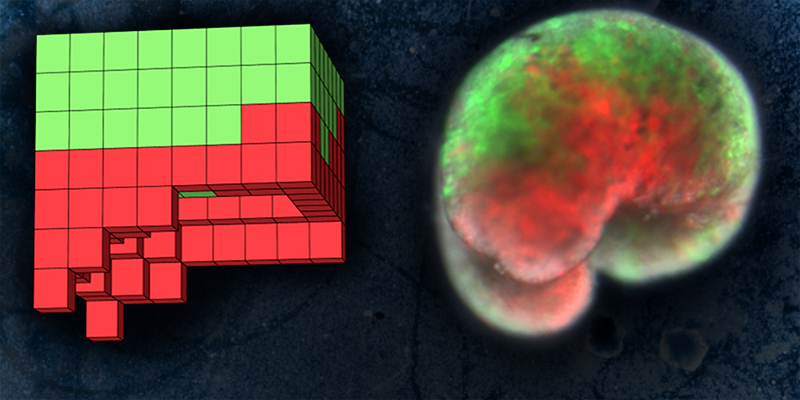Computer-designed organisms. Left is simulated design, right is deployed physical green and red organism.