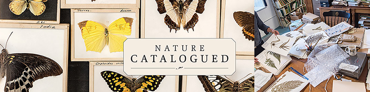butterfly specimens in a case, with the title "Nature Catalogued"