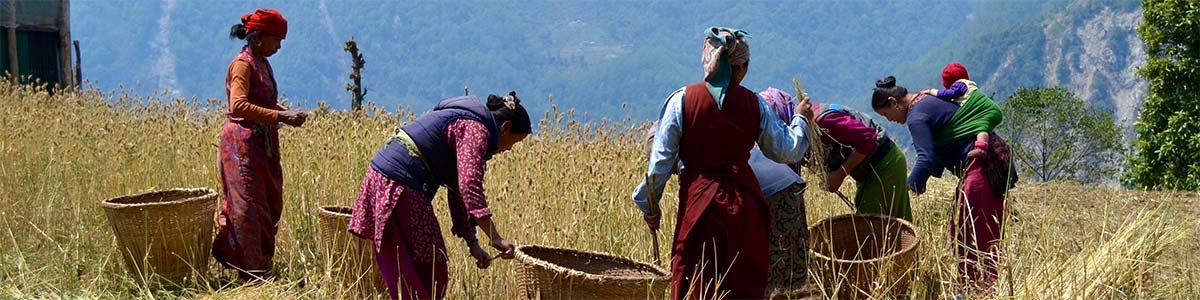 Working in the fields in Nepal