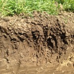 Soil Health Practices, Cover Crops and No-Till
