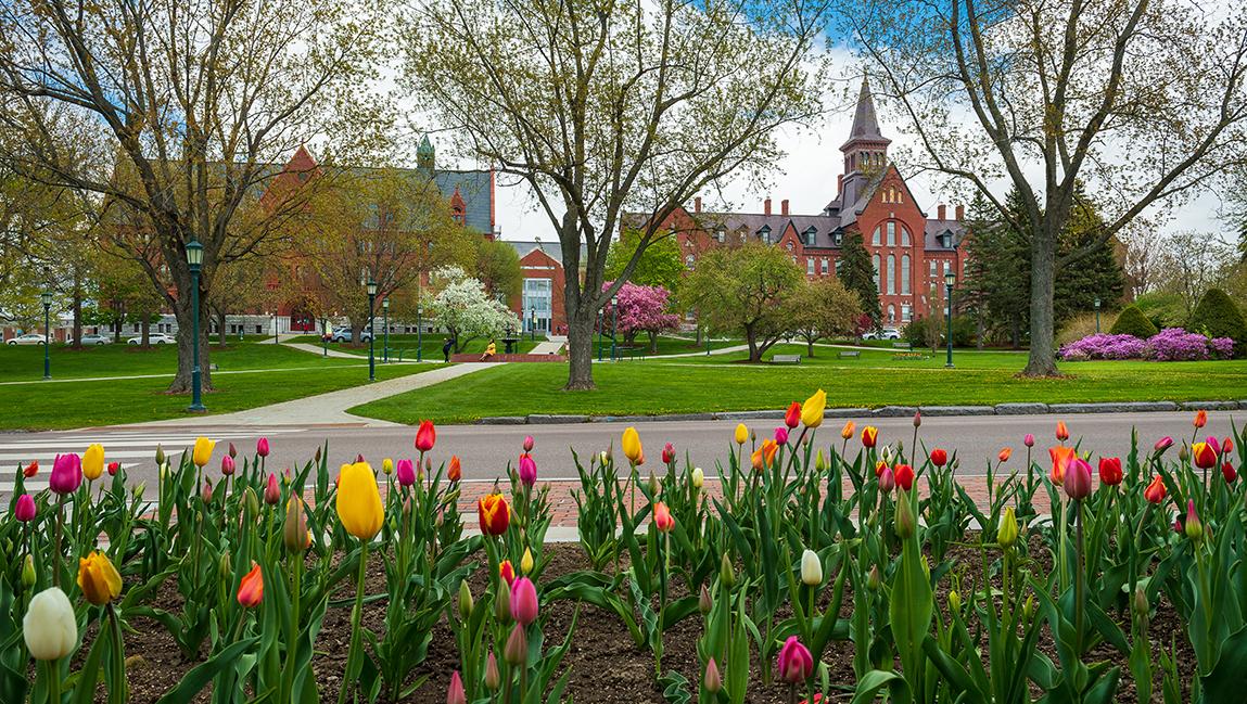 tulips on spring campus