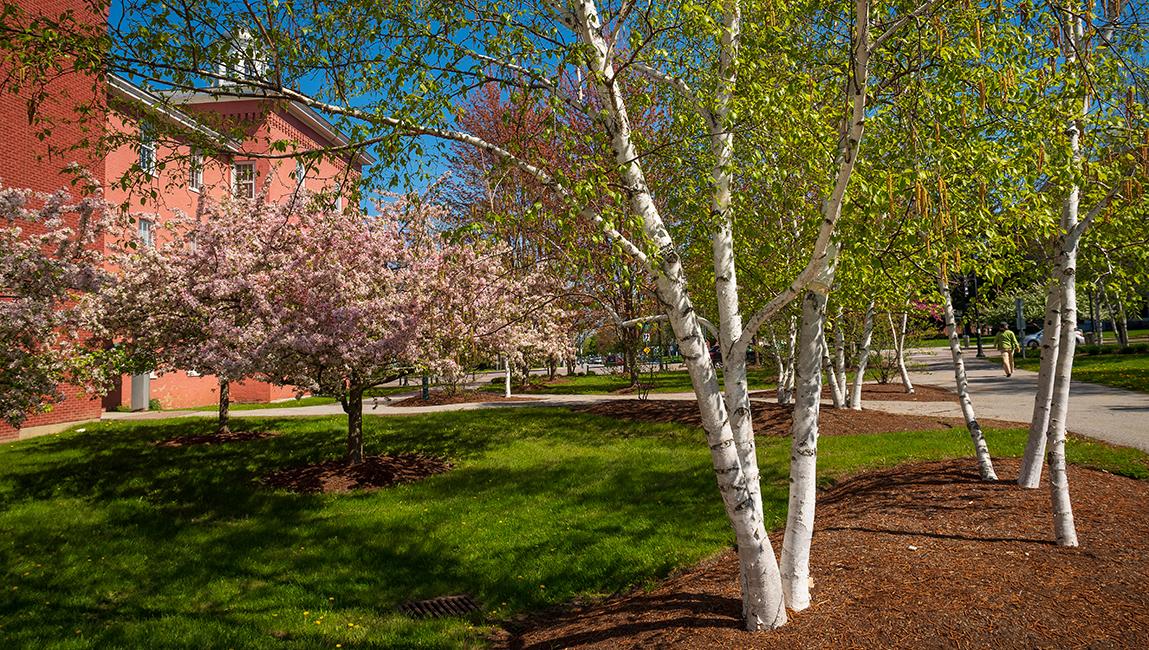 spring campus pink flowering tree and birch trees