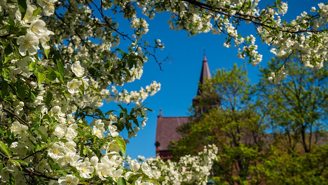 white spring blossoms against blue sky and campus building top