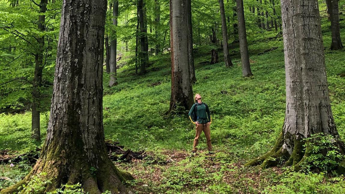 Bill Keeton in old-growth European beech forest
