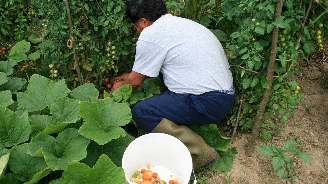 migrant farm worker picking tomatoes