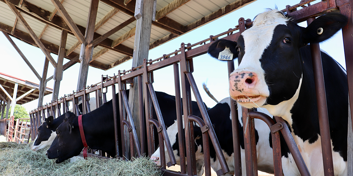 Dairy cows in an open air barn eating silage.